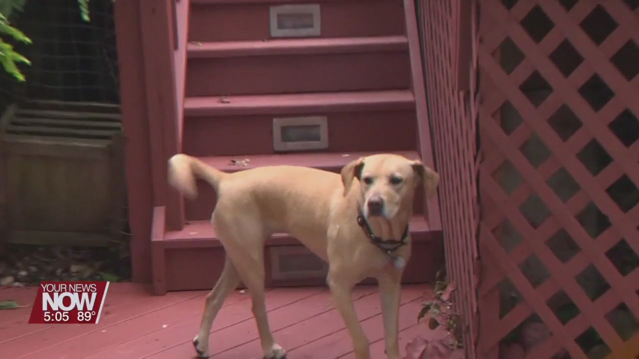 Tips for dog owners to help their pet during fireworks displays